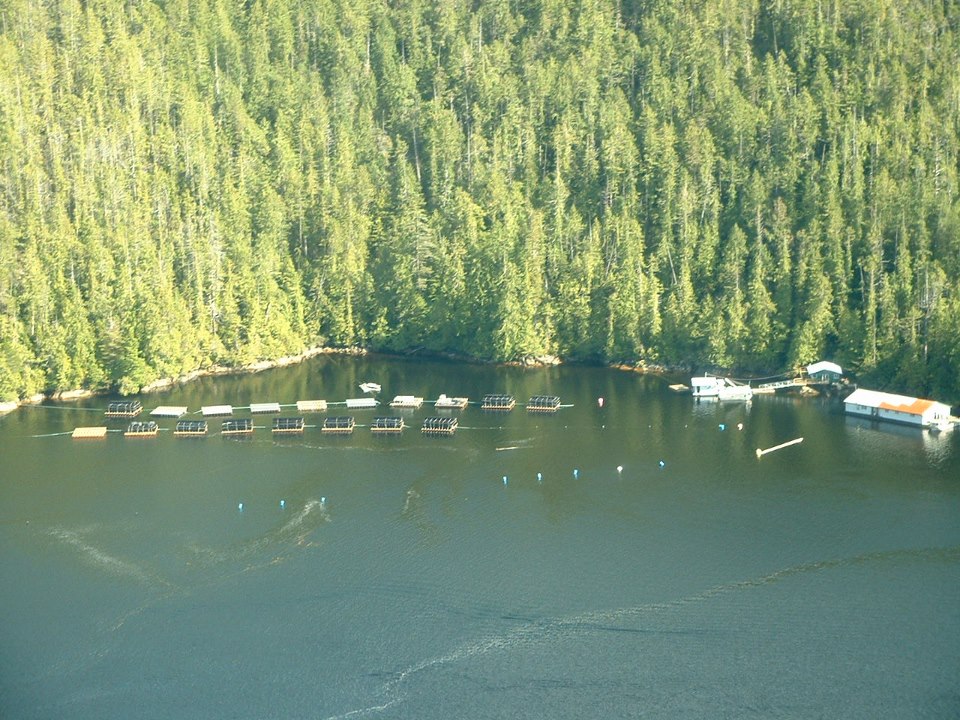Effingham Inlet Oysters are grown in the heart of Barkley Sound on the west coast of Vancouver Island
