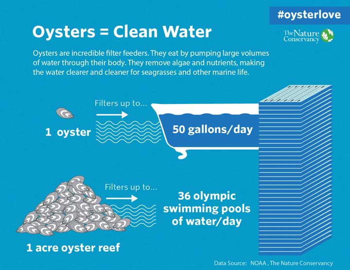 Oysters = Clean Water